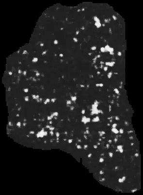 PHerc0343P ink prediction — segment -5_b2