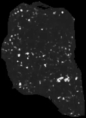 PHerc0343P ink prediction — segment -3_b2