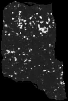 PHerc0343P ink prediction — segment -2_b2