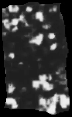 PHerc0500P2 ink prediction — segment 0500P2-wrap09_0919